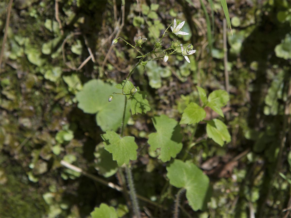 Saxifraga rotundifolia